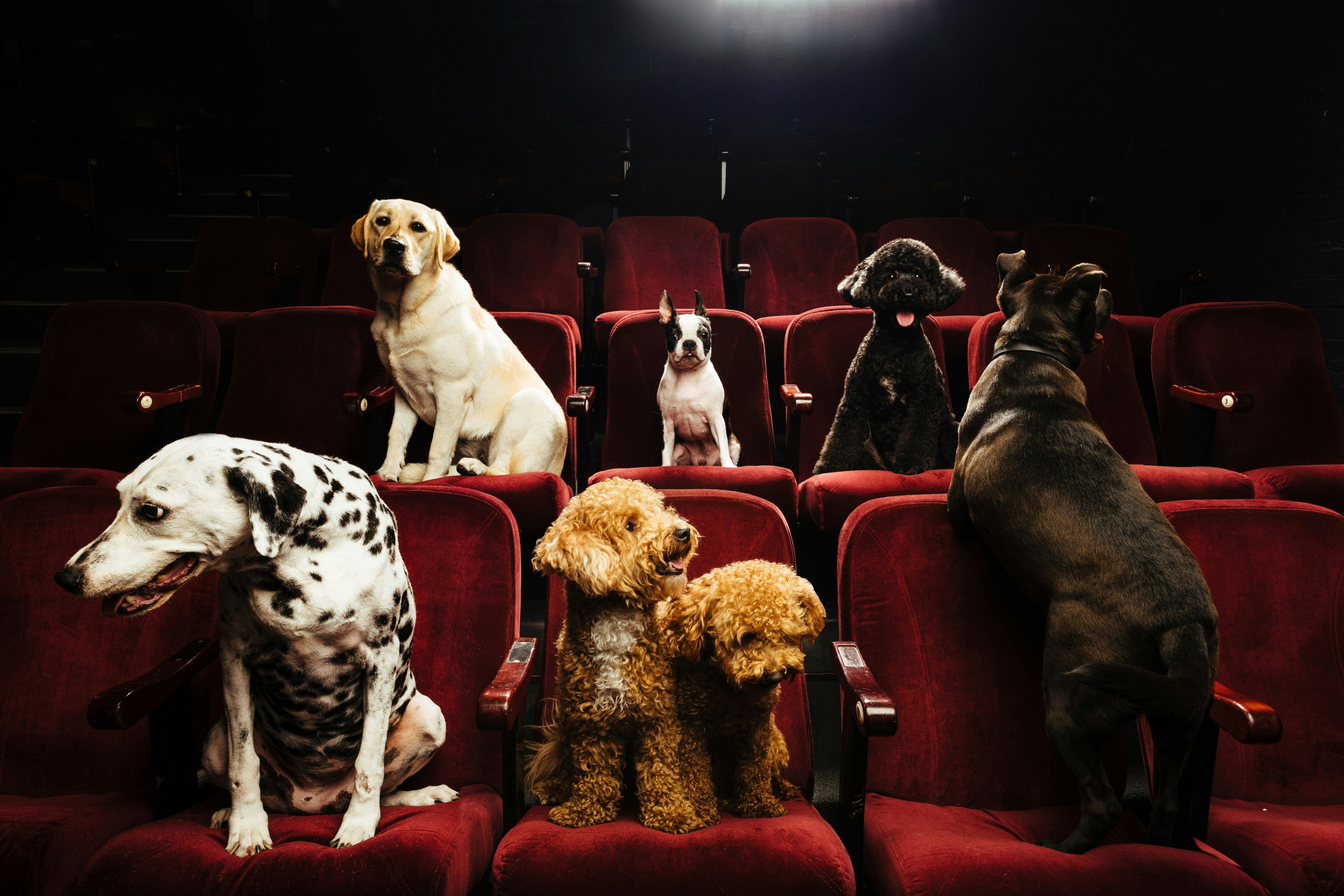 A group of dogs sit on red theatre chairs.